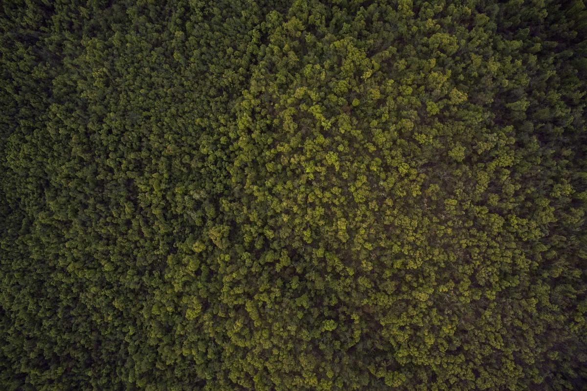 Apa Itu Live Trading? Cara Nonton & Manfaatnya untuk Investasi Saham AS